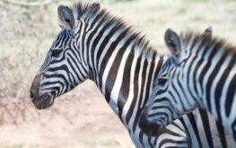 Two zebras on the display of the website