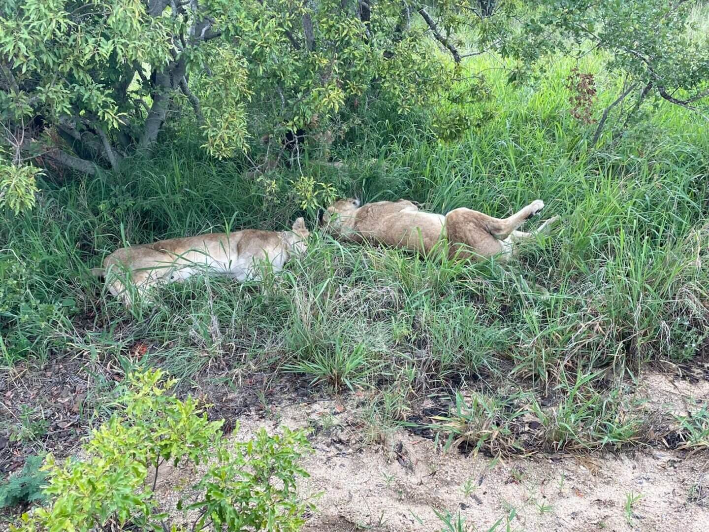 Two lions are laying down in the grass.