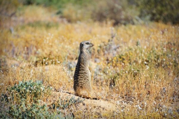 A ground squirrel standing in the grass.