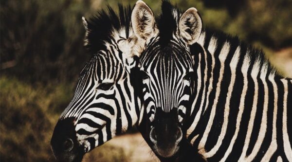 Two zebras are standing close together in the wild.