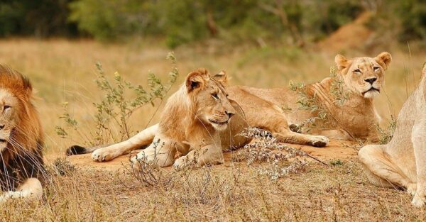 Two lions are laying in the grass.