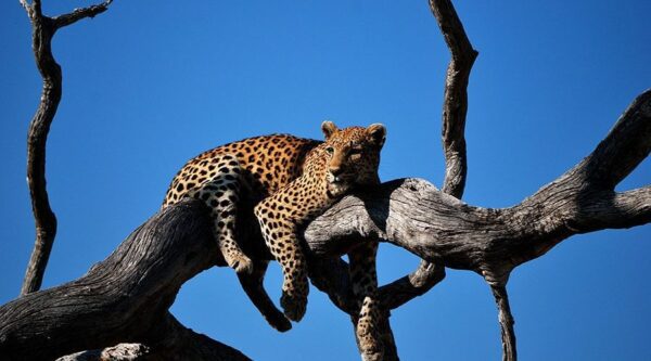 A leopard is sitting on the branch of a tree.