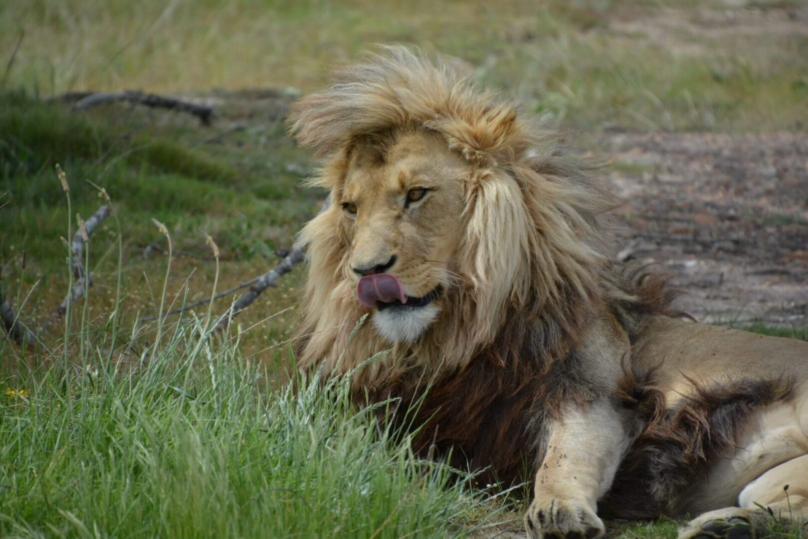 A lion laying in the grass with its tongue hanging out.