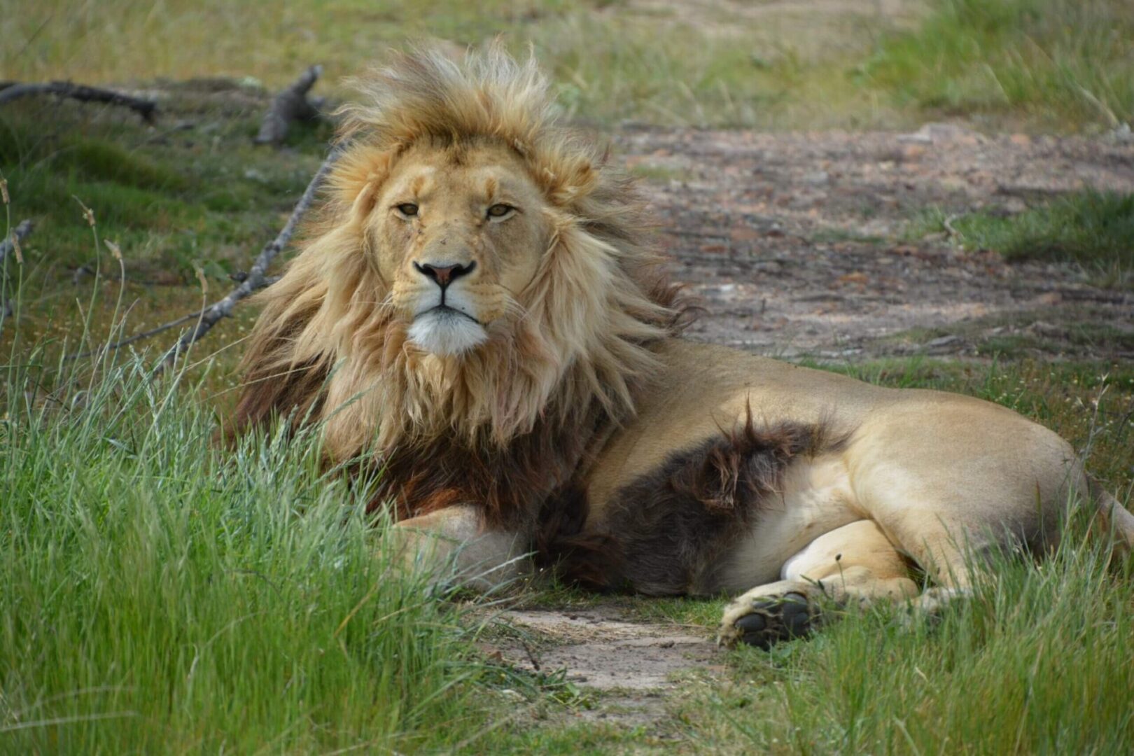 A lion laying down in the grass.
