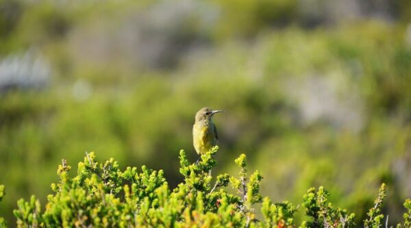 A yellow bird sitting on top of a green bush.