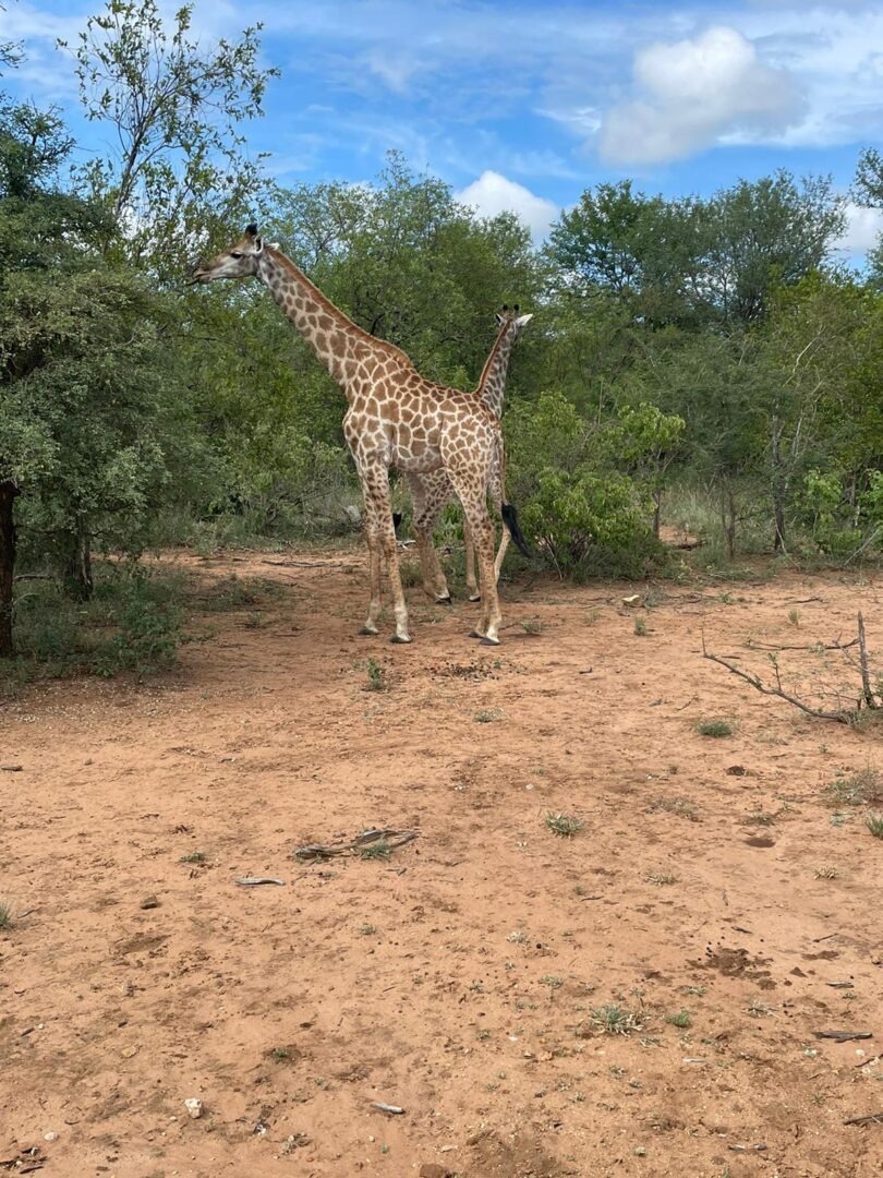 A giraffe walking in the dirt near trees.