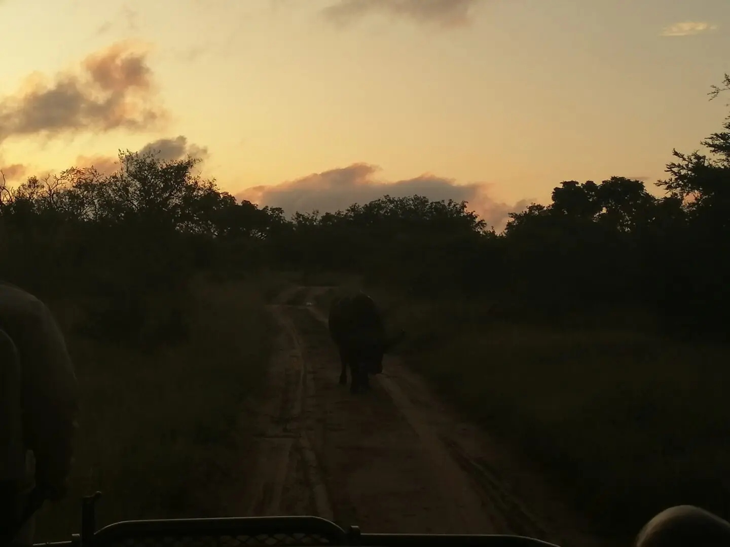 A herd of elephants walking down the road at sunset.