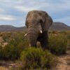 An elephant is standing in the middle of a field.