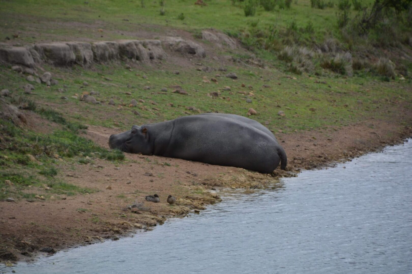 A hippo laying on the ground near water.