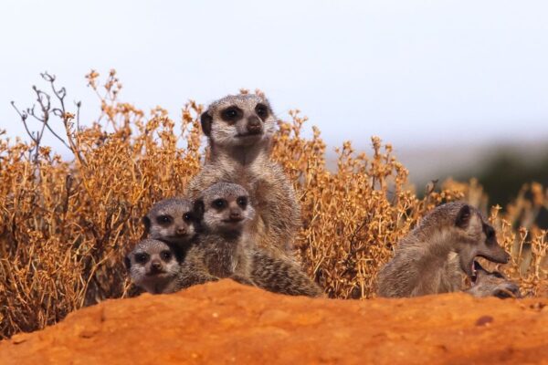 A group of meerkats standing next to each other.