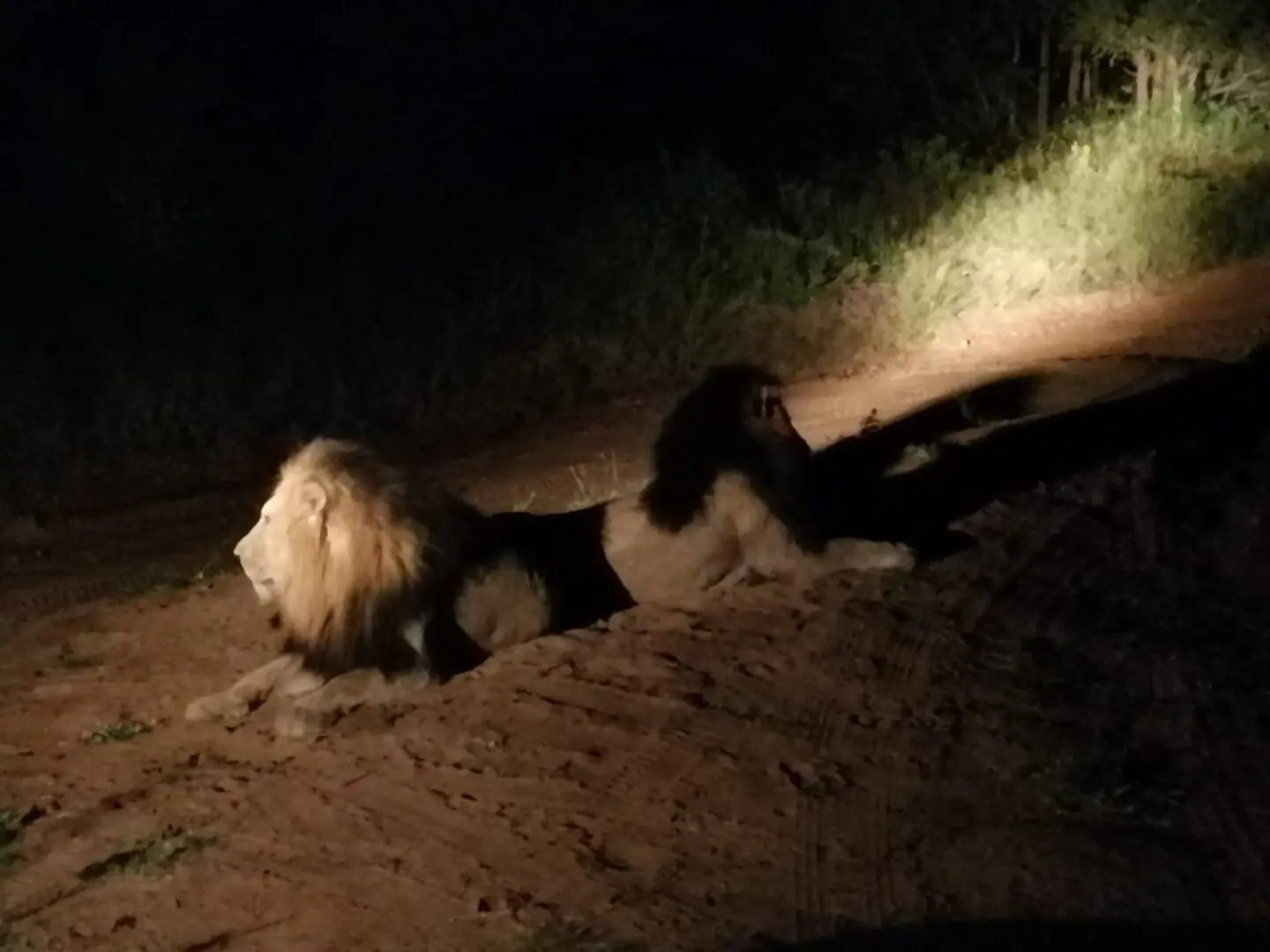 Two lions are laying down in the dirt.