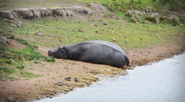A hippo laying on the ground near water.