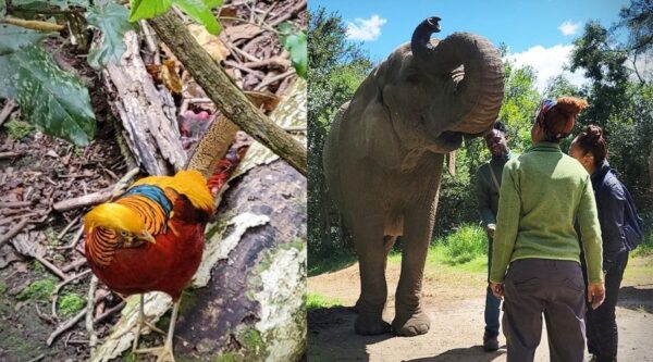 A bird and an elephant are standing in the woods.
