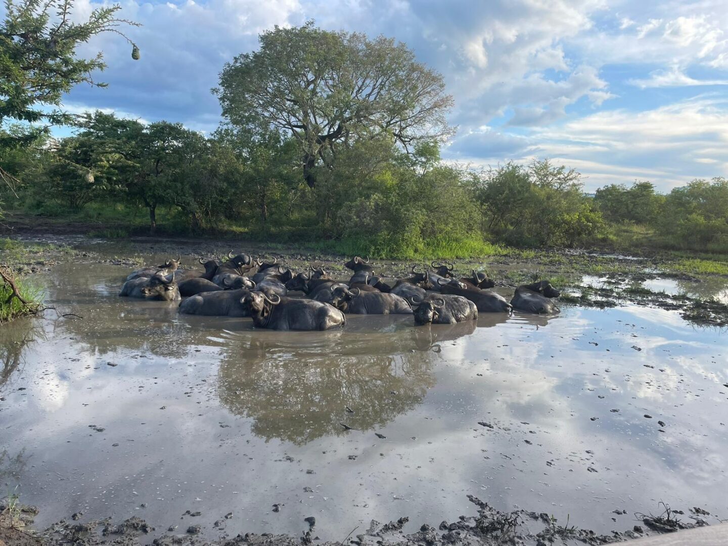 A herd of cattle in shallow water near trees.