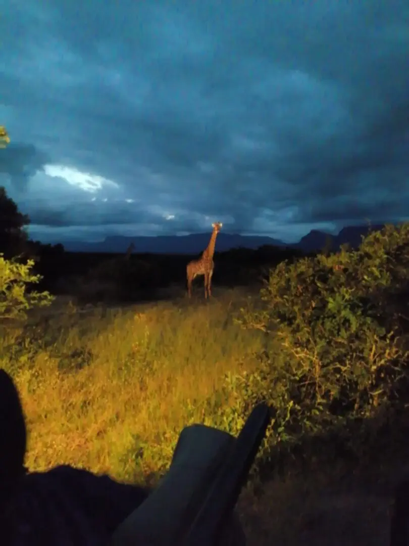 A giraffe standing in the grass at night.