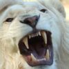 A close up of the teeth and mouth of a white lion