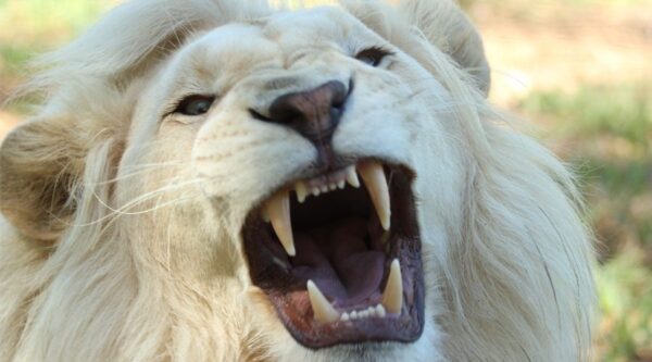 A close up of the teeth and mouth of a white lion