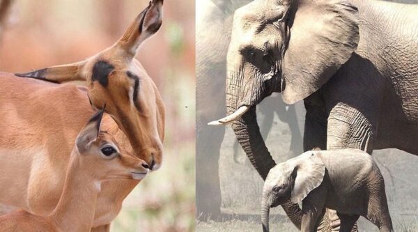 A baby antelope and an adult elephant are shown.