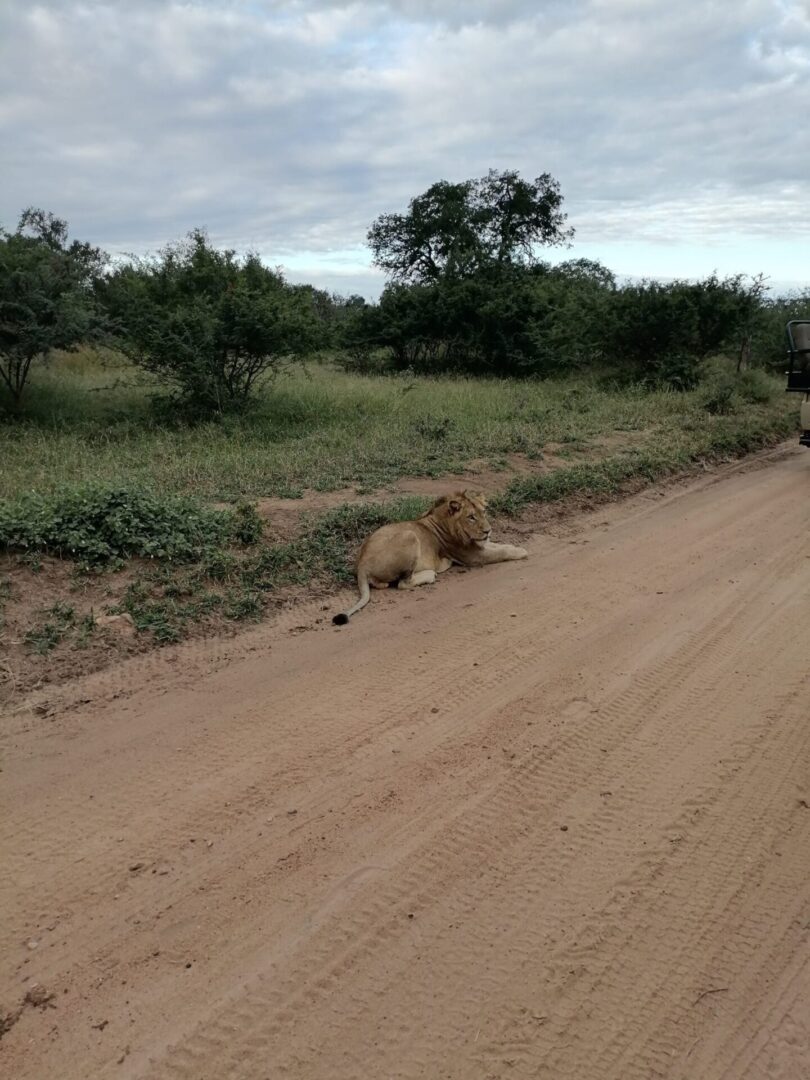 A lion is laying down on the side of a road.