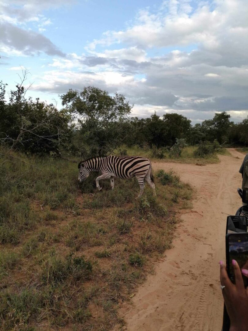 A zebra is standing in the grass near some bushes.