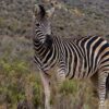 A zebra standing in the middle of a field.