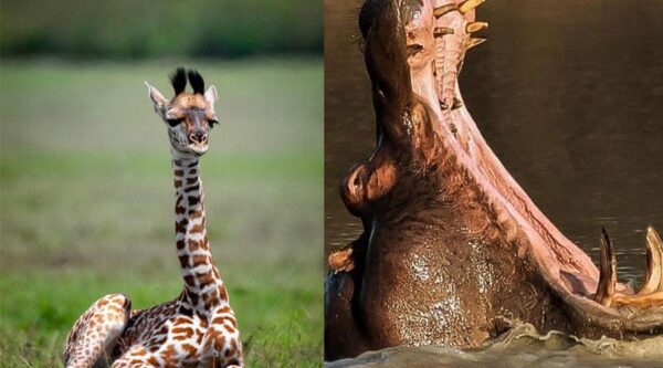A giraffe and an alligator are side by side.