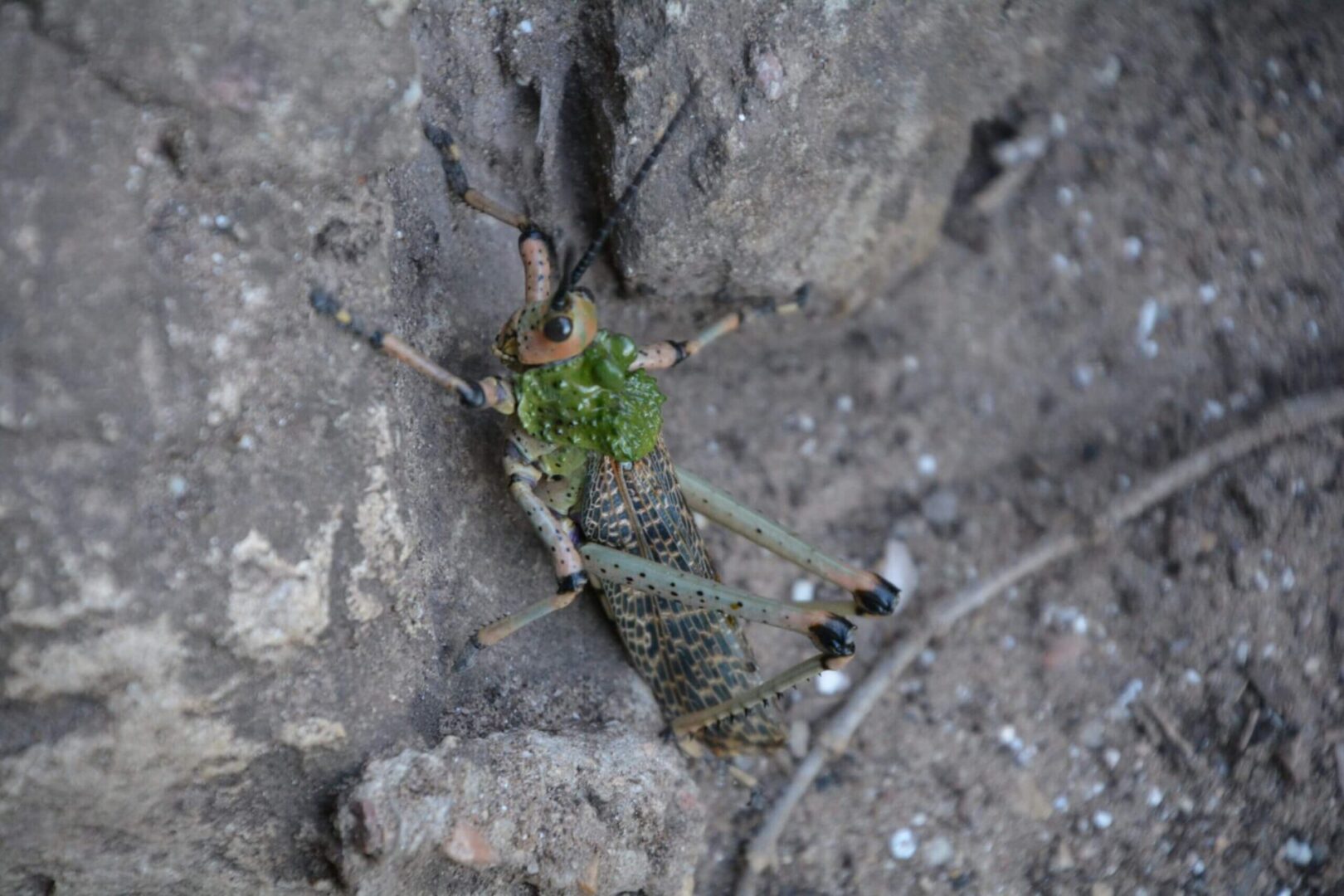 A grasshopper sitting on the ground near some rocks.