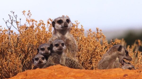 A group of meerkats sitting in the sand.