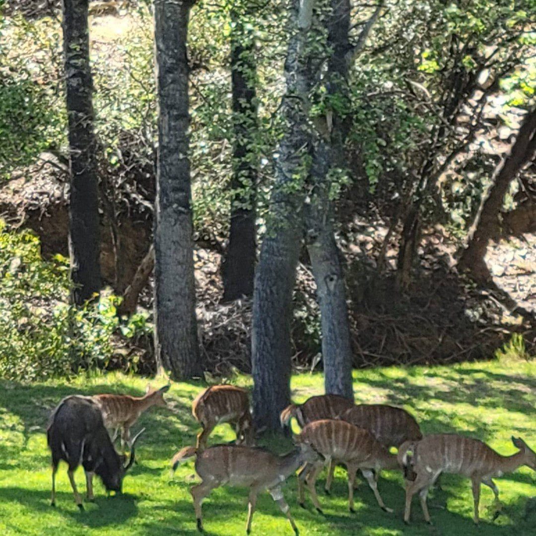 A herd of deer grazing in the grass.