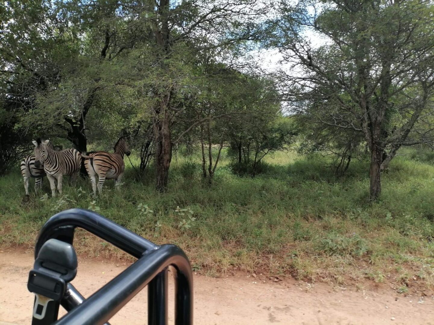 A zebra is standing in the distance behind another zebra.