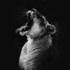 A black and white photo of a cat with its mouth open.