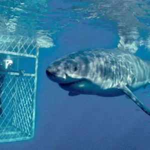 A shark in the water with a cage.