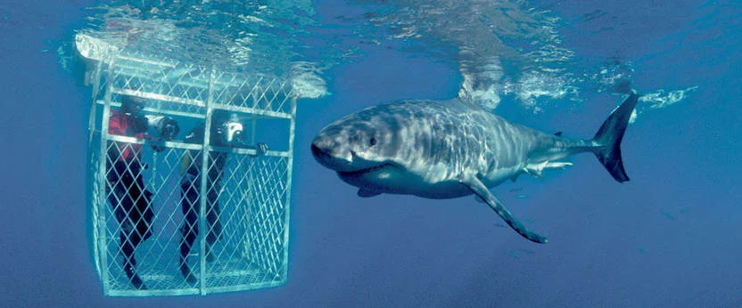 A shark in the water with a cage.