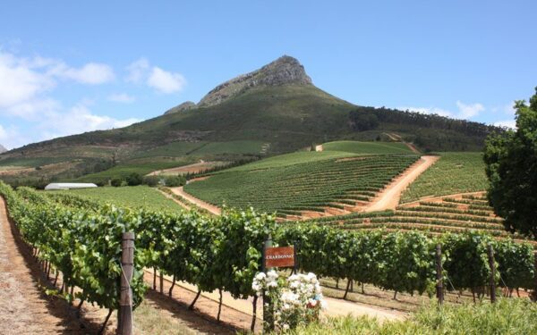 A vineyard with many vines and a mountain in the background.