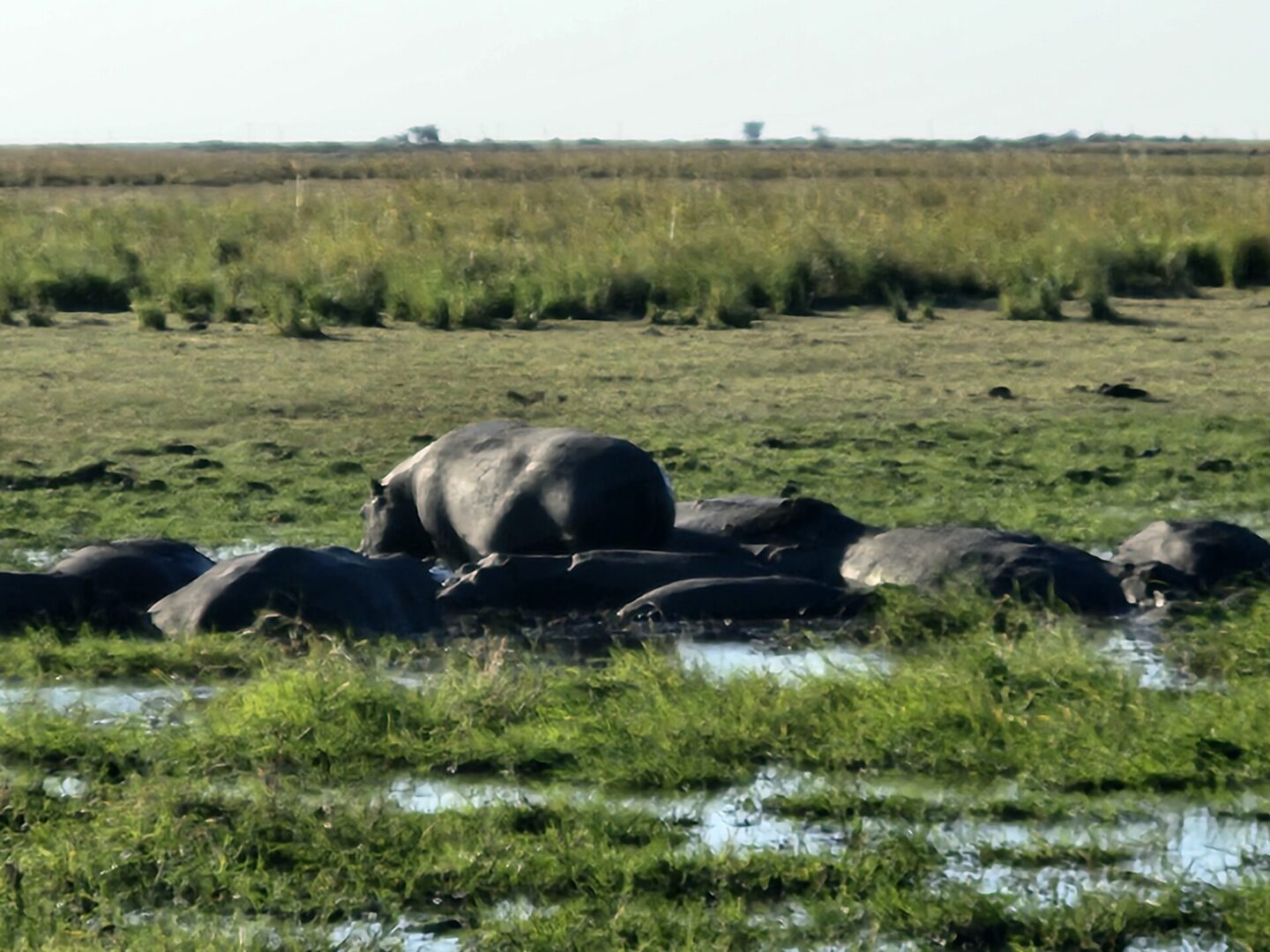 A herd of elephants laying on top of rocks.